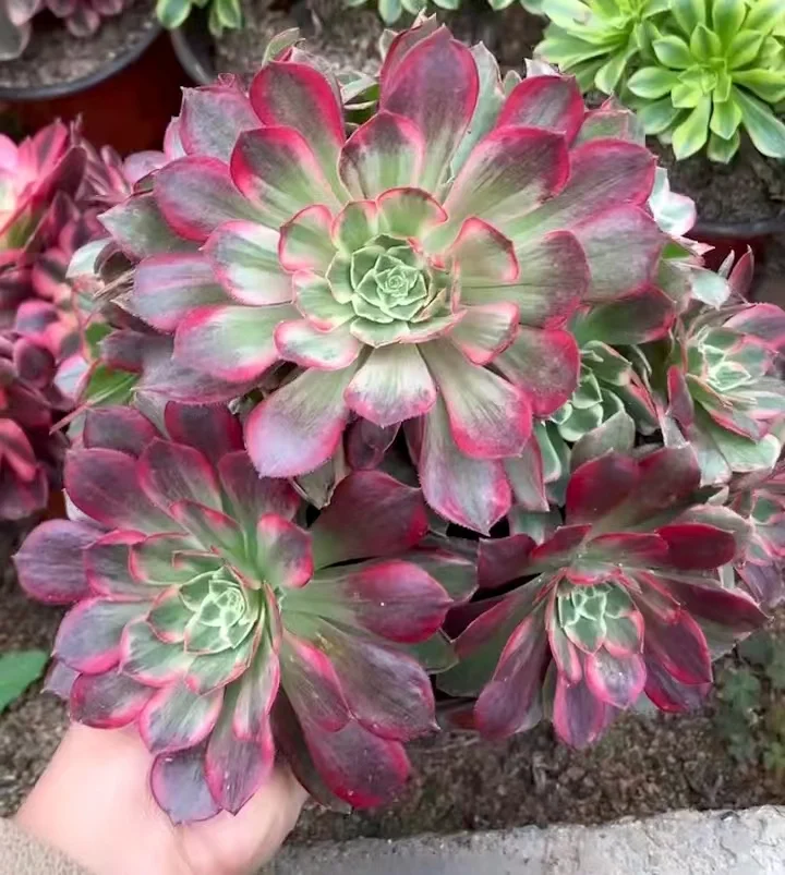 707 .  Lotus flower cluster 18-22cm 10 heads /Aeonium cluster / Aeonium plants / Garden landscape / Carefully select healthy plants