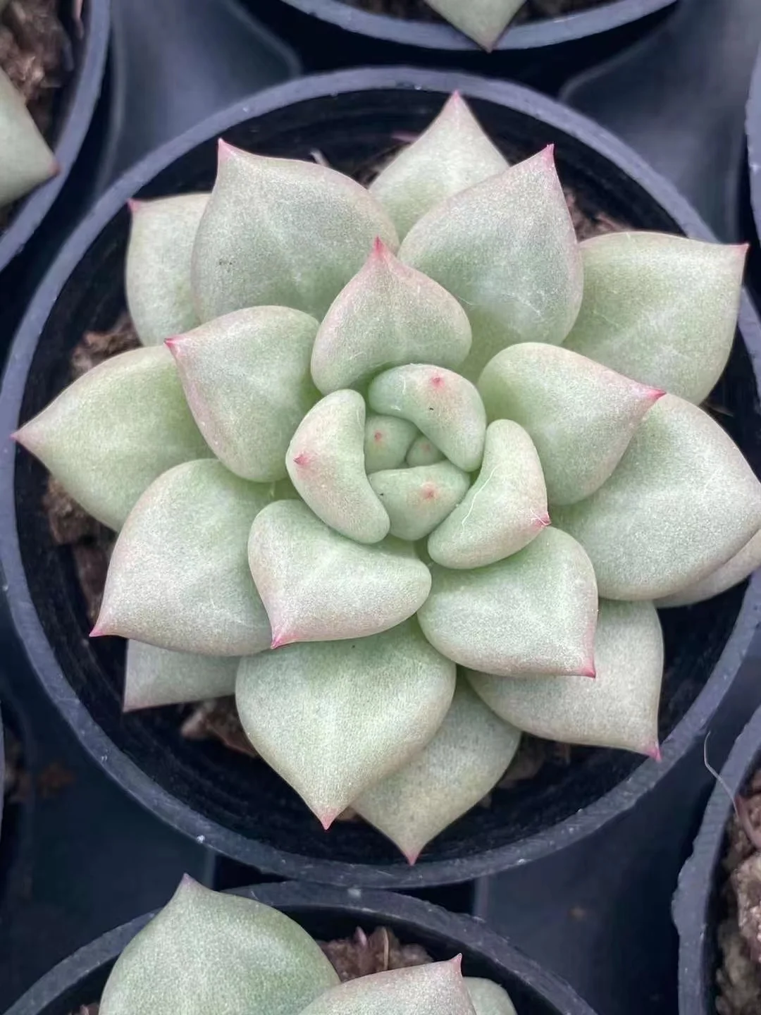 plant Aeonium Echeveria Haworthia  Caudex  Lithops Cactus  Agave 