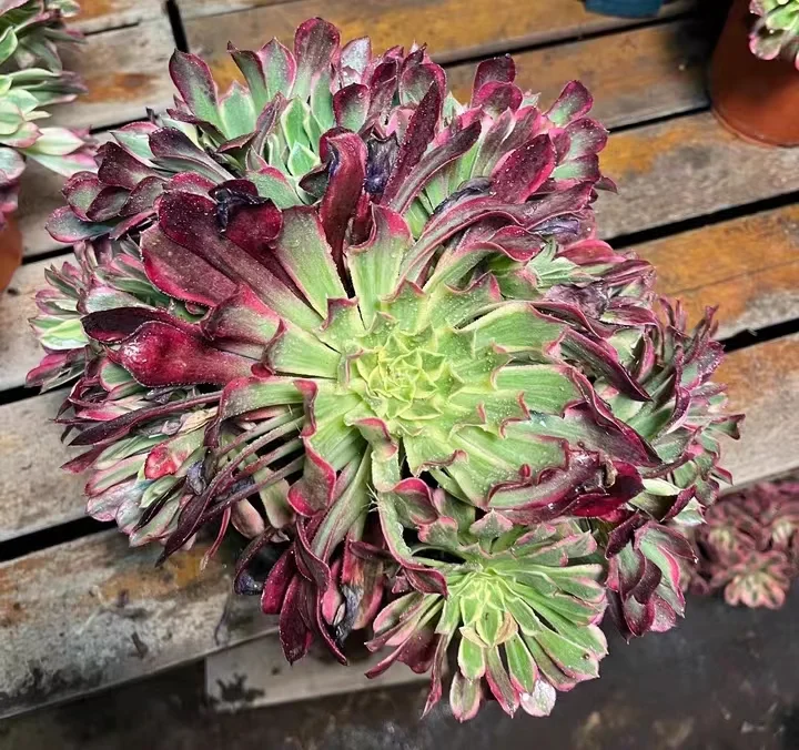 plant Aeonium Echeveria Haworthia  Caudex  Lithops Cactus  Agave 