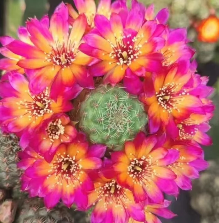 plant Aeonium Echeveria Haworthia  Caudex  Lithops Cactus  Agave 