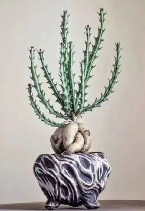 plant Aeonium Echeveria Haworthia  Caudex  Lithops Cactus  Agave 