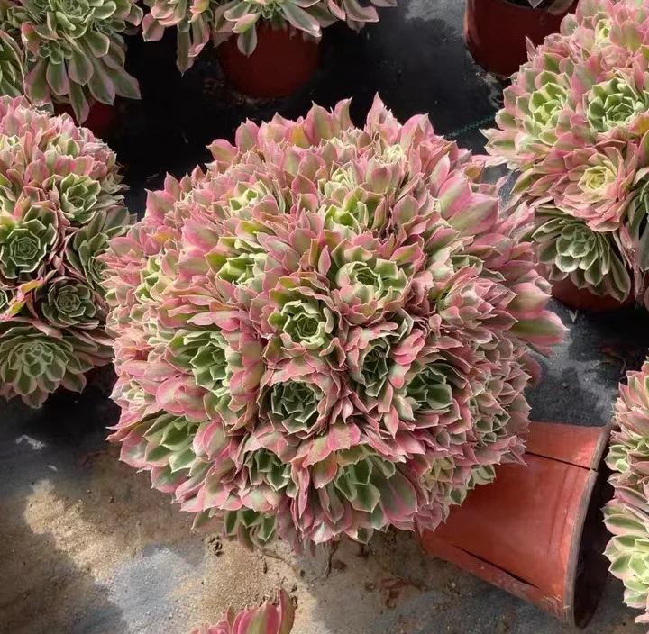 plant Aeonium Echeveria Haworthia  Caudex  Lithops Cactus  Agave 