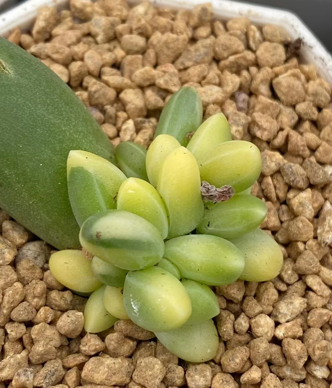 plant Aeonium Echeveria Haworthia  Caudex  Lithops Cactus  Agave 