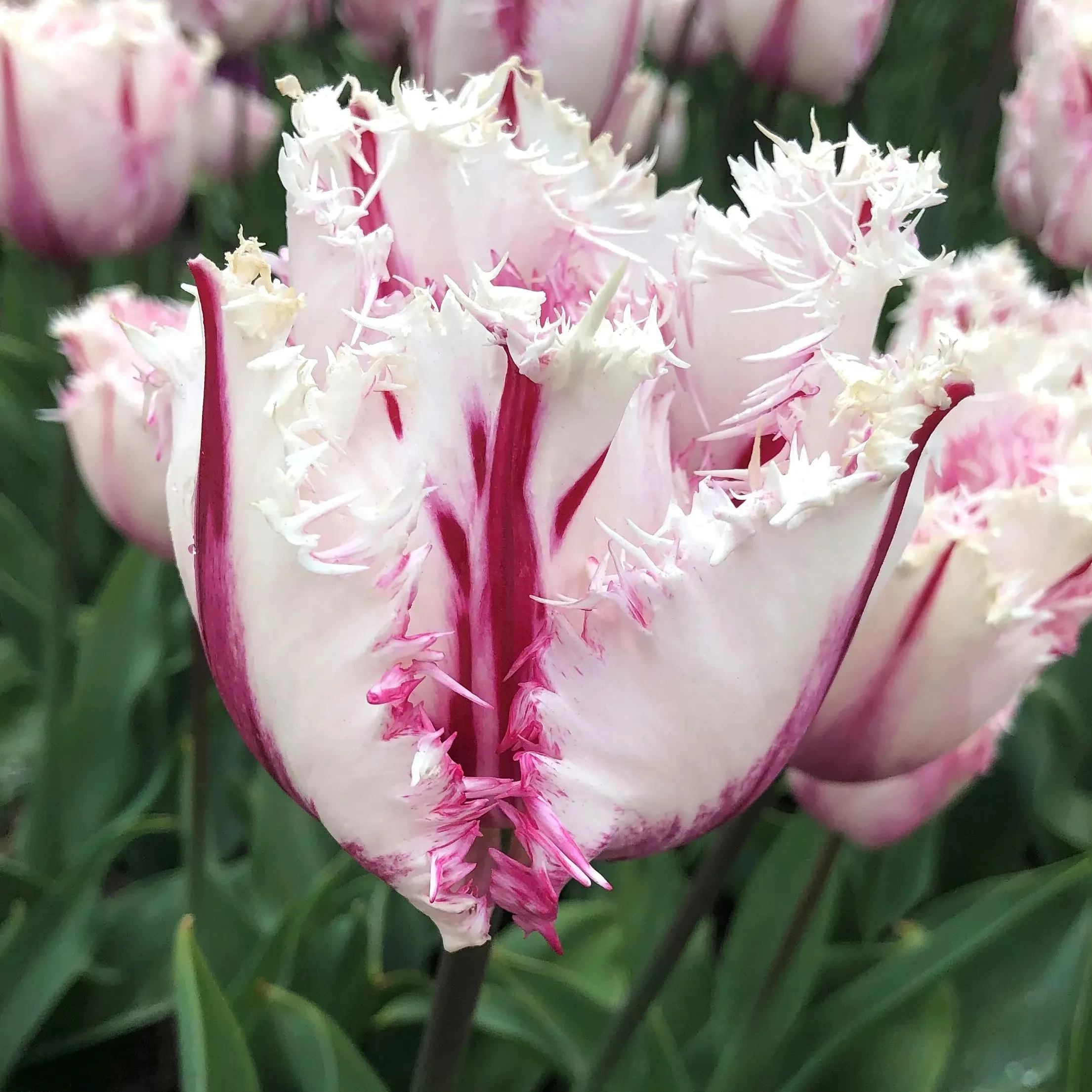 Coldplay Tulip Seeds