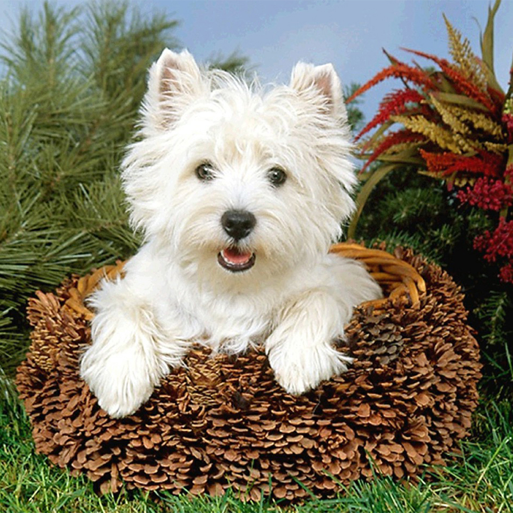 

West Highland Dog - Square Drill Diamond Painting - 40*40CM, 501 Original