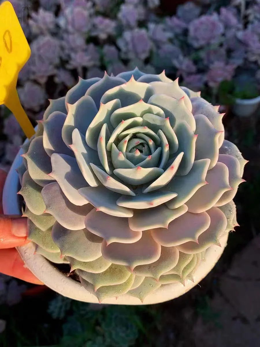 470.Echeveria Lola single head and cluster/ Echeveria / Succulent plants / Garden landscape / Carefully select healthy plants