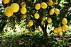 20pcs Bonsai Lemon Tree bonsai High survival Rate Fruit Tree bonsai For Home Gatden Backyard Free Shipping 