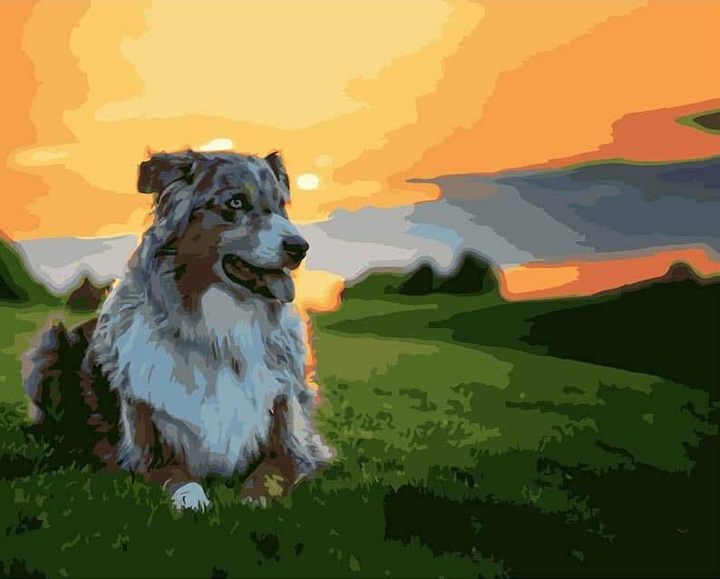 

Australian Shepherd – Paint By Numbers - 40*50CM, 501 Original