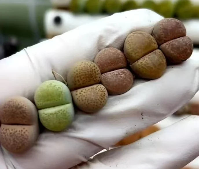 plant Aeonium Echeveria Haworthia  Caudex  Lithops Cactus  Agave 