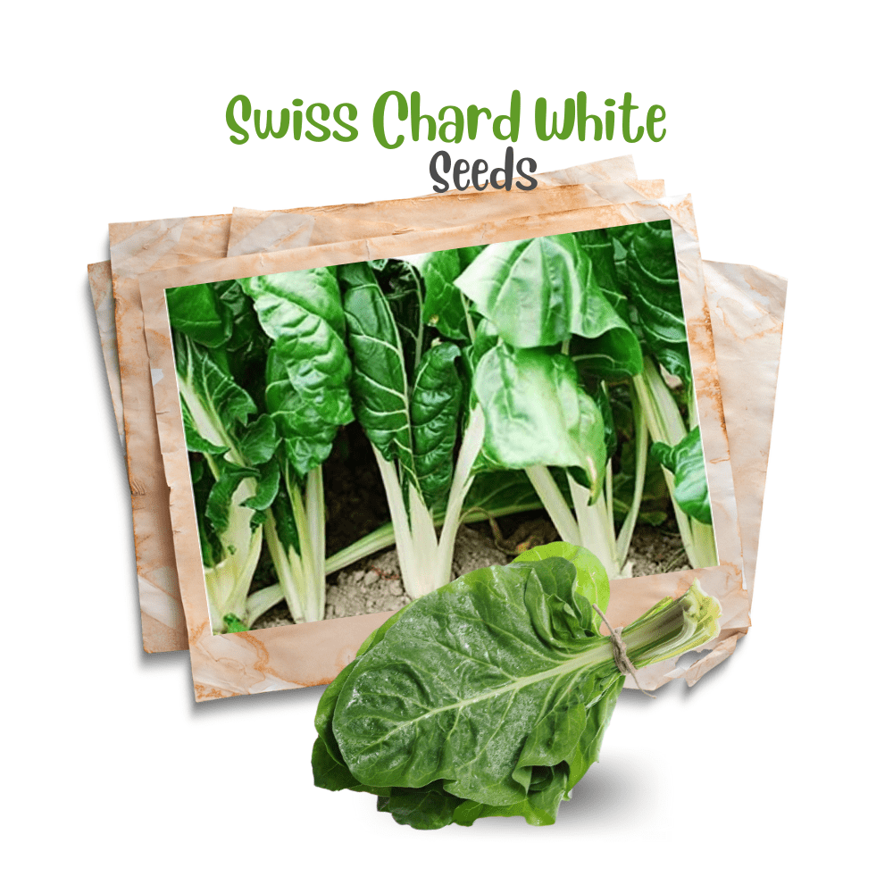 Swiss Chard White Stem &ndash; Organic Seeds