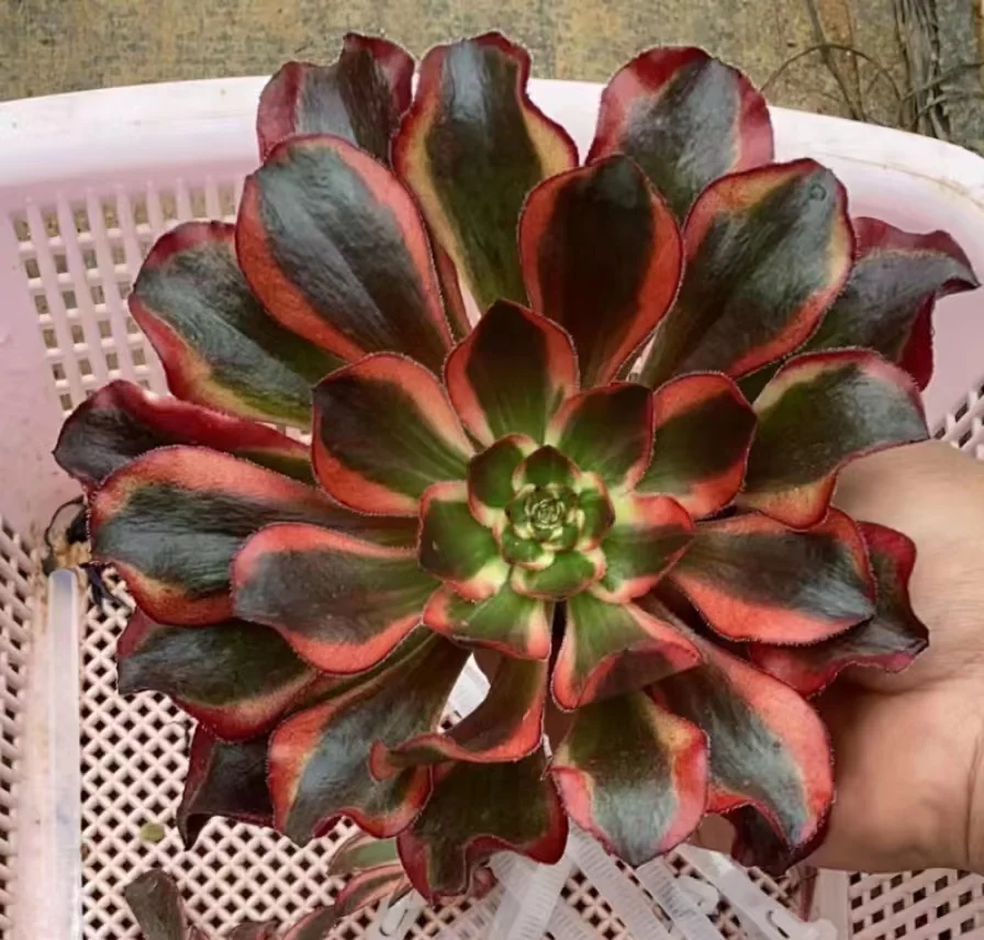 plant Aeonium Echeveria Haworthia  Caudex  Lithops Cactus  Agave 