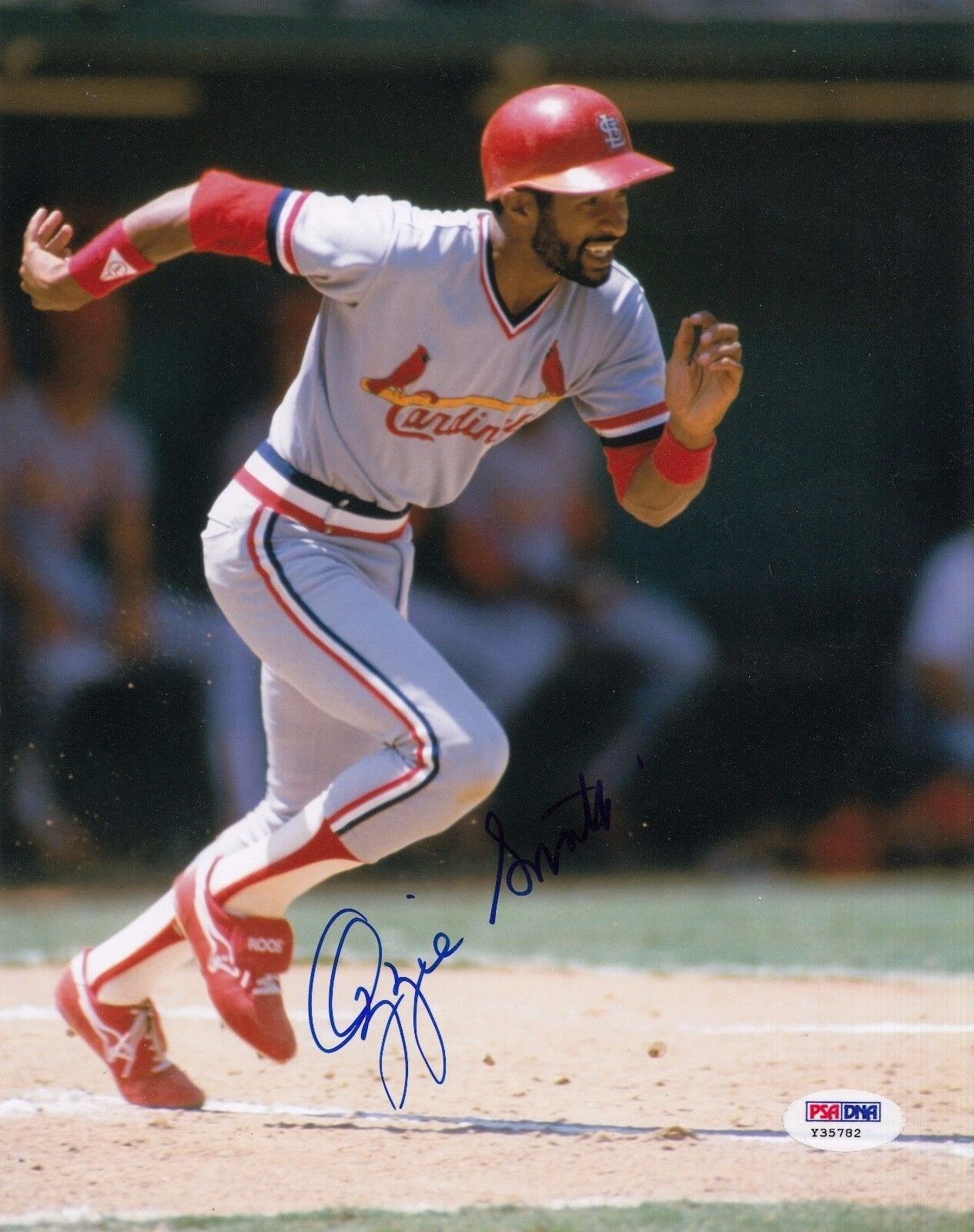 Ozzie Smith autographed St Louis Cardinals 8x10 Photo Poster painting PSA/DNA authentic Y35782