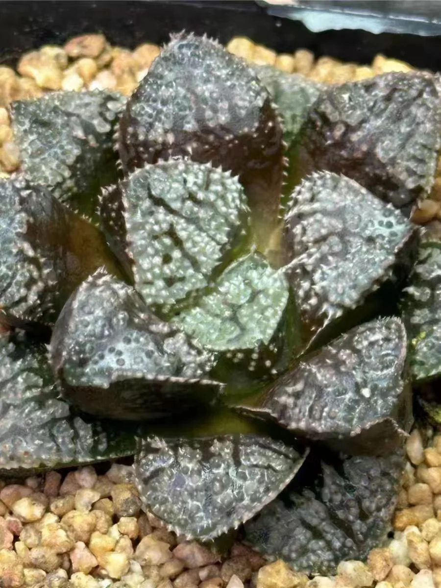 plant Aeonium Echeveria Haworthia  Caudex  Lithops Cactus  Agave 