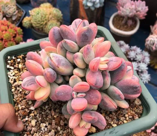  226.  Cotyledon orbiculatacv brocade  single head and cluster / Echeveria /   Succulent plants / Garden landscape / Carefully select healthy plants