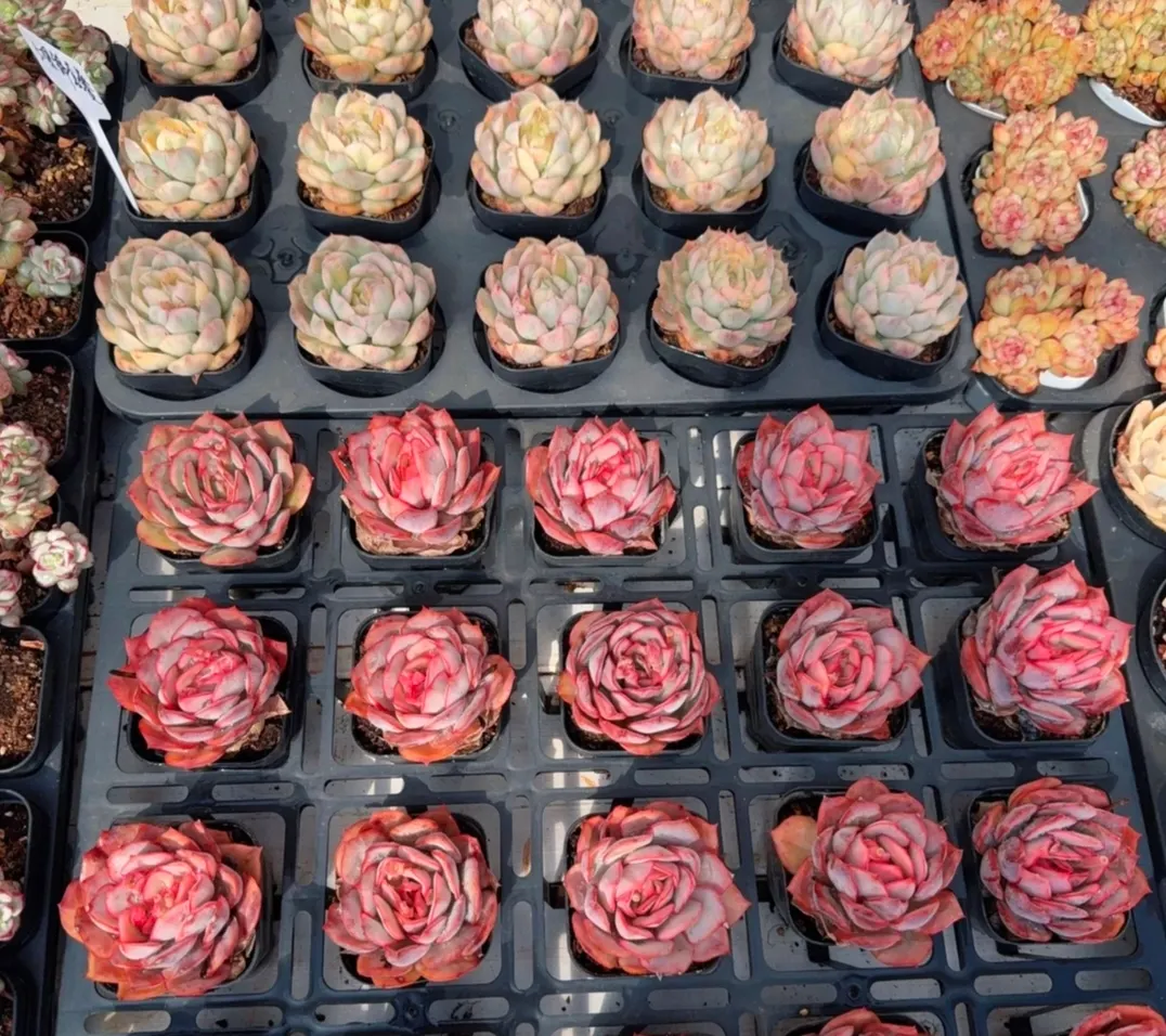 plant Aeonium Echeveria Haworthia  Caudex  Lithops Cactus  Agave 