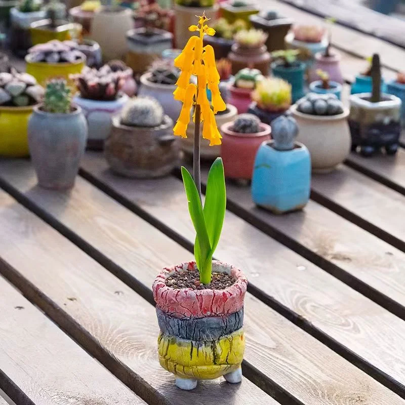 plant Aeonium Echeveria Haworthia  Caudex  Lithops Cactus  Agave 