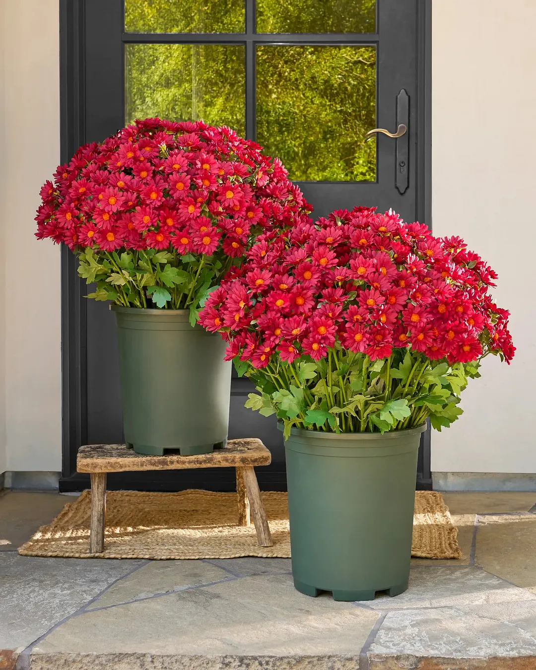 💥Last Day Each Only $2.59- Artificial Outdoor Sunset Mums Flowers - UV resistant. Waterproof. Windproof
