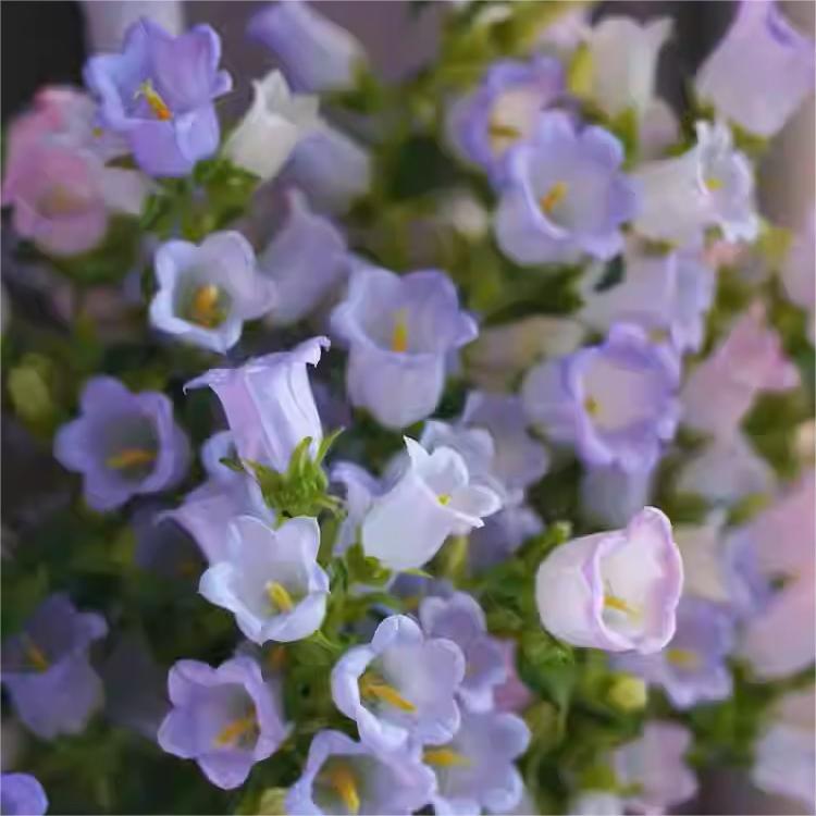 Chimes Flowers Seeds