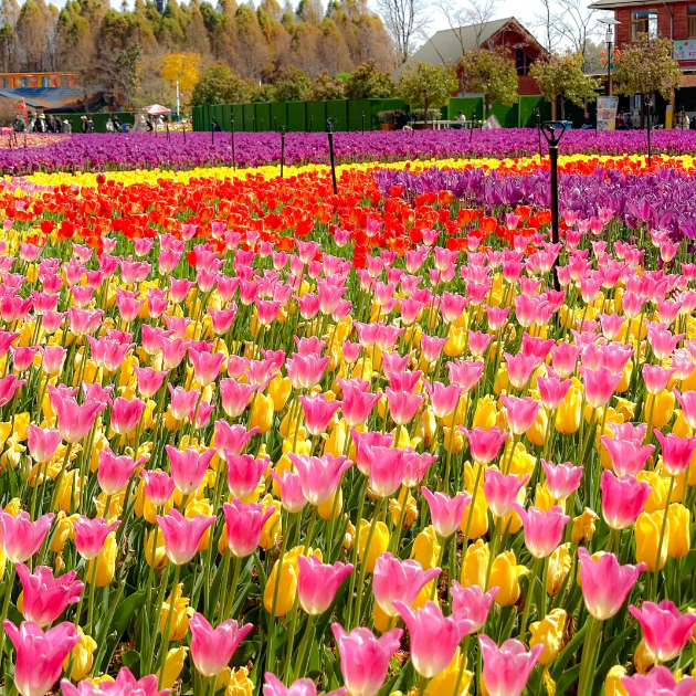 🌷Tulip Bulbs