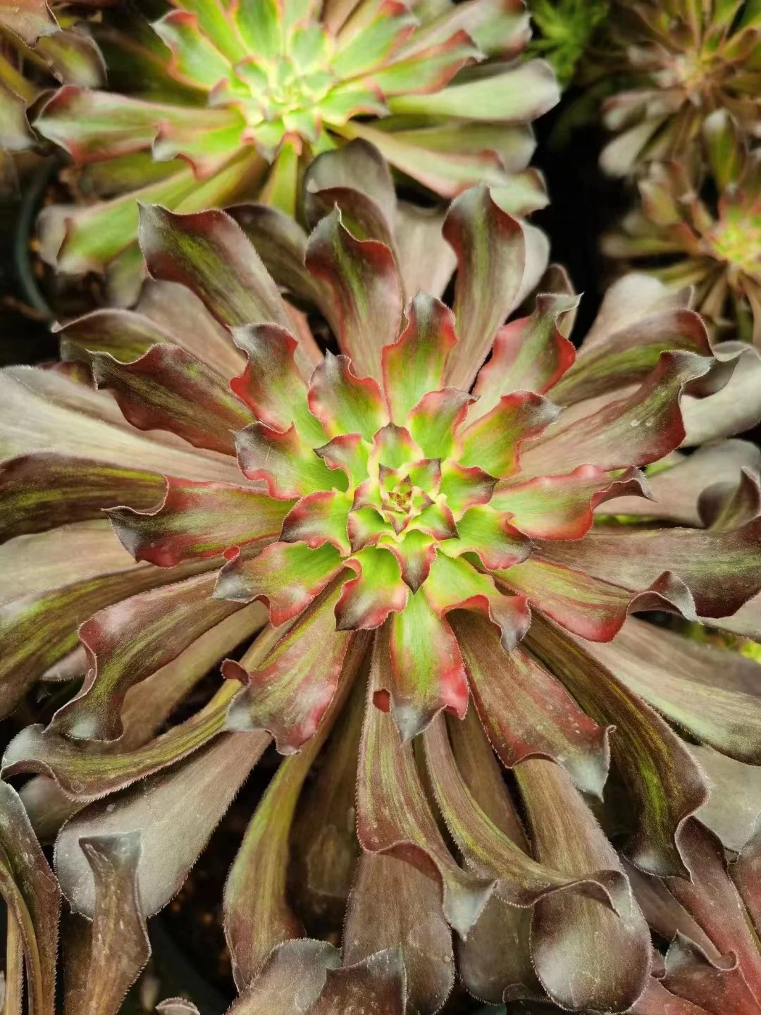 plant Aeonium Echeveria Haworthia  Caudex  Lithops Cactus  Agave 