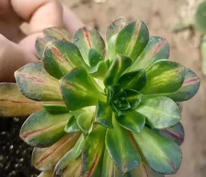 plant Aeonium Echeveria Haworthia  Caudex  Lithops Cactus  Agave 