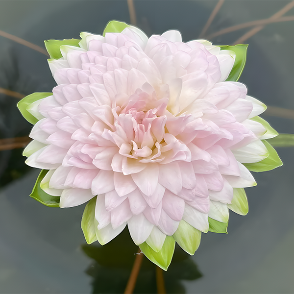 Green-Edged Water Lily Jonyparkseed®