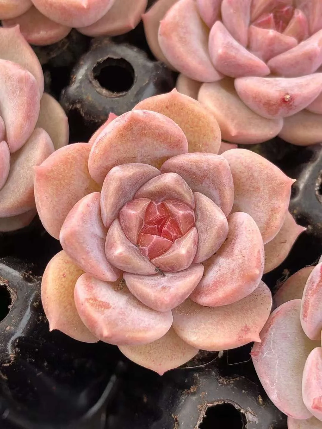 plant Aeonium Echeveria Haworthia  Caudex  Lithops Cactus  Agave 