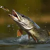 5pcs Mixed Colors Minnow Fishing Lures Artificial Hard Bait Wobbler Fishing Bait
