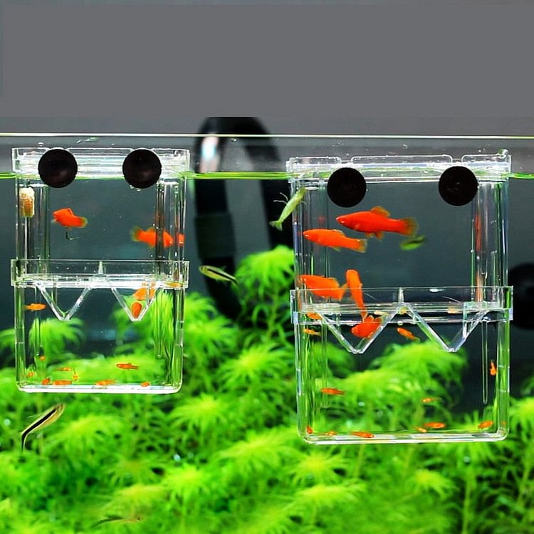 Acrylic Fish Tank Breeding Breeder Isolation Box
