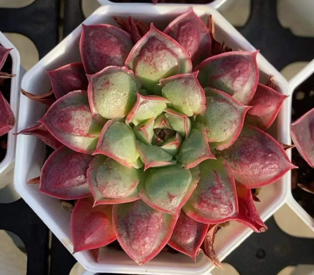 plant Aeonium Echeveria Haworthia  Caudex  Lithops Cactus  Agave 