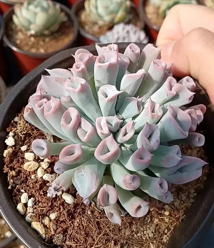 plant Aeonium Echeveria Haworthia  Caudex  Lithops Cactus  Agave 