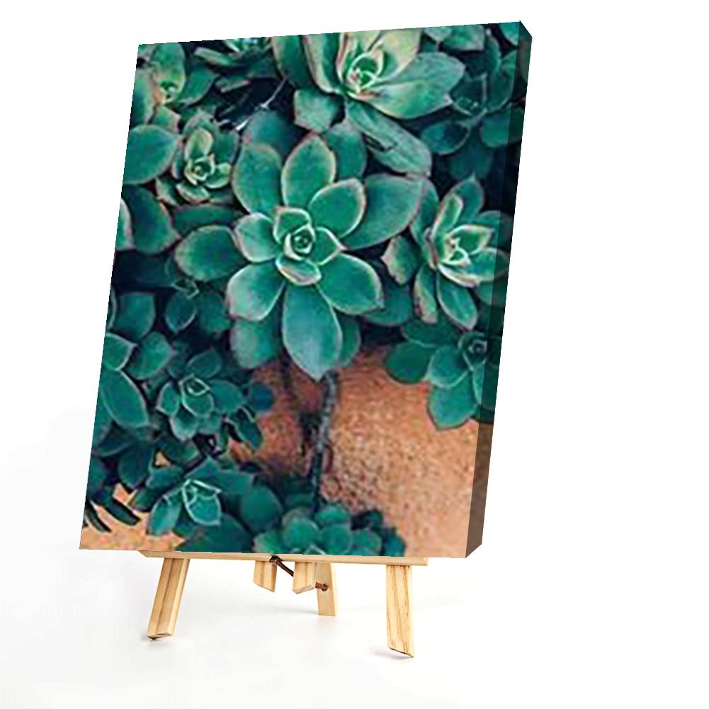 Succulents - Painting By Numbers - 40*50CM gbfke