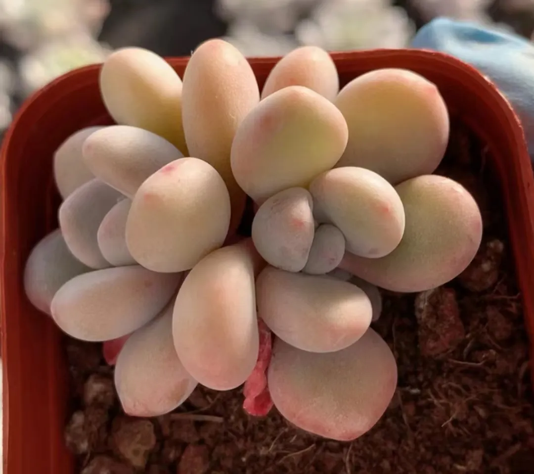 plant Aeonium Echeveria Haworthia  Caudex  Lithops Cactus  Agave 