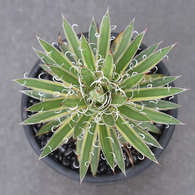 plant Aeonium Echeveria Haworthia  Caudex  Lithops Cactus  Agave 