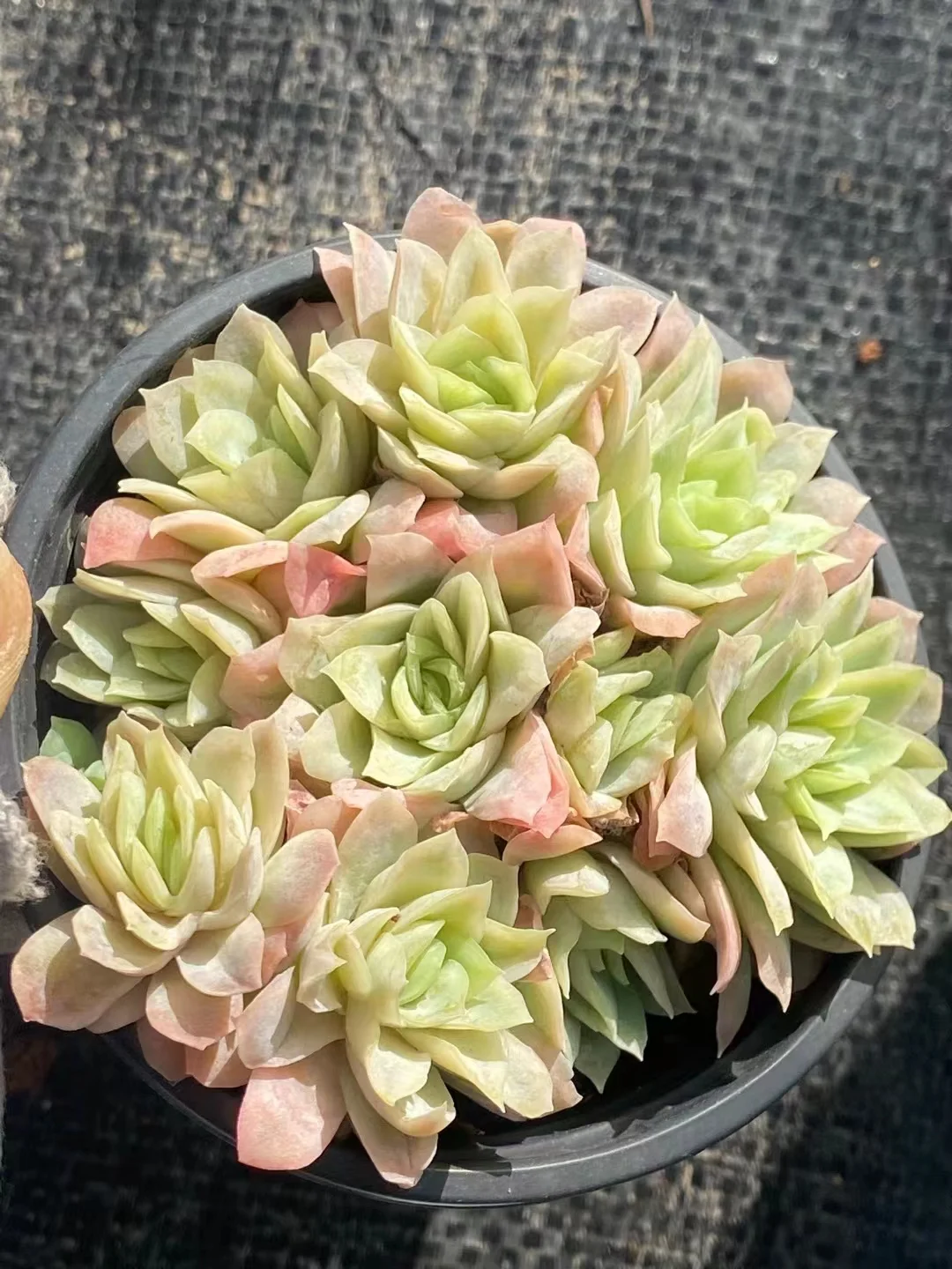 plant Aeonium Echeveria Haworthia  Caudex  Lithops Cactus  Agave 