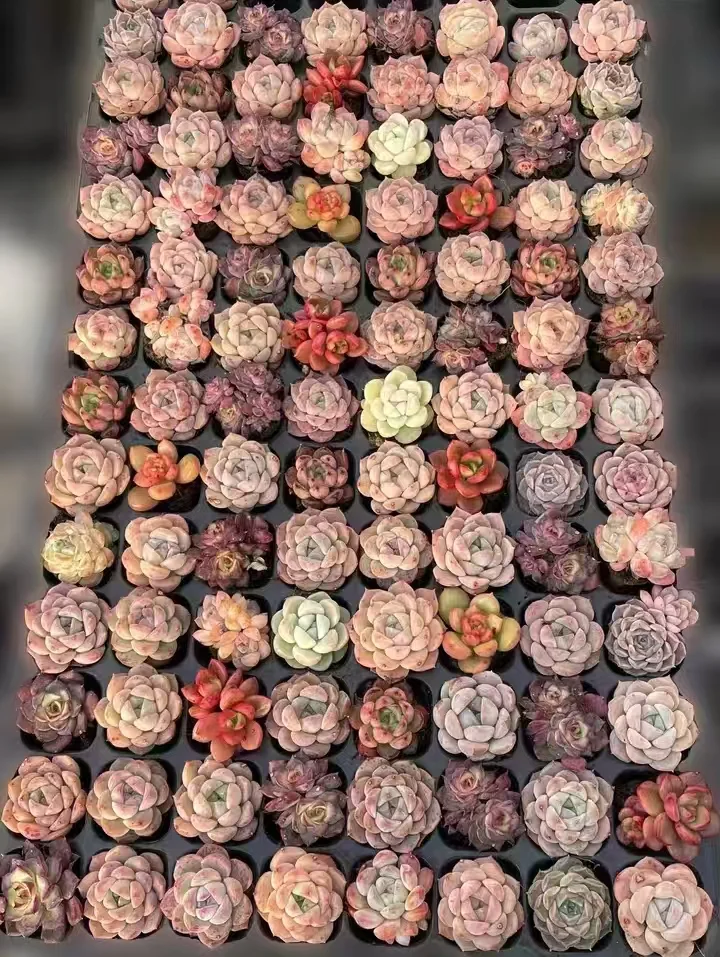 plant Aeonium Echeveria Haworthia  Caudex  Lithops Cactus  Agave 