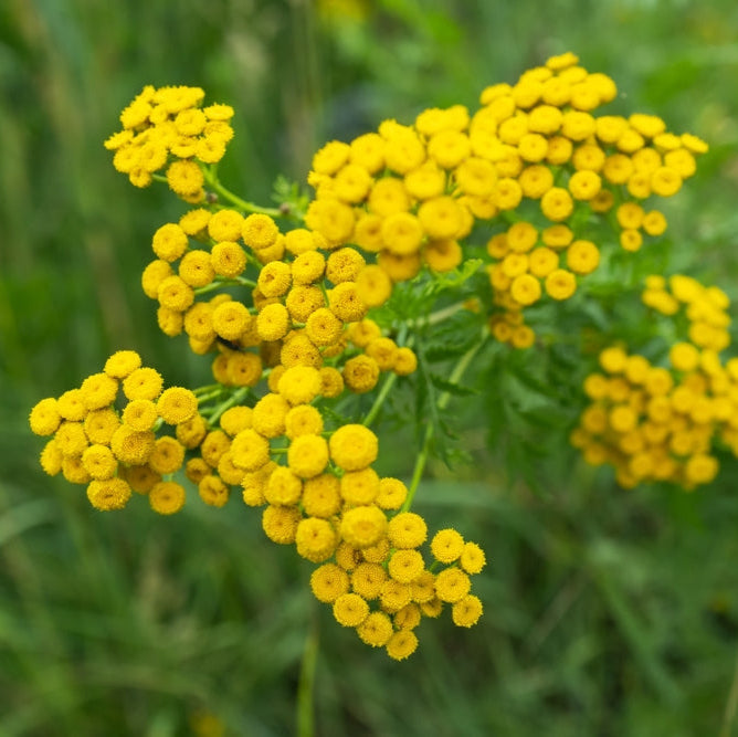 Tansy Flower | X 400 Seeds