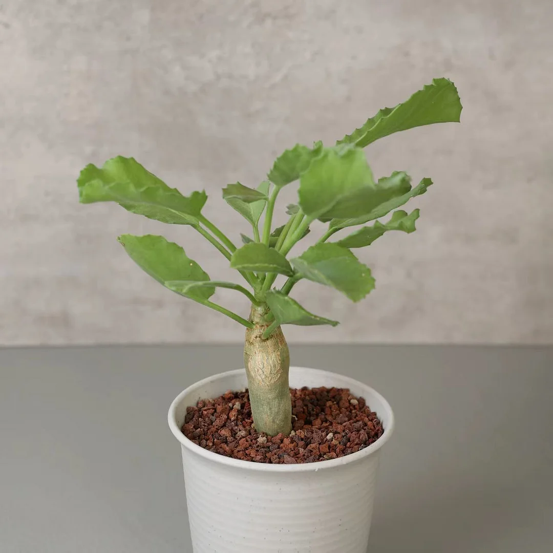 plant Aeonium Echeveria Haworthia  Caudex  Lithops Cactus  Agave 