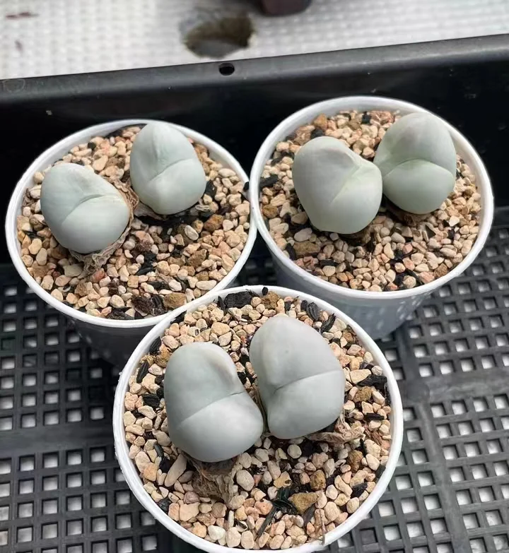 plant Aeonium Echeveria Haworthia  Caudex  Lithops Cactus  Agave 