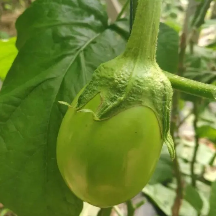 🍆 Nubia Eggplant Vegetable Seeds-Striped eggplant