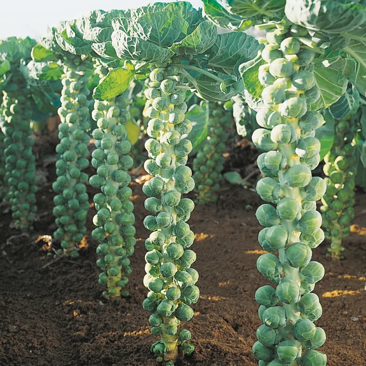 Last Day Promotion 70% OFF🥗Rare Heirloom Brussel Sprout Seeds(98% Germination)⚡Buy 2 Get Free Shipping