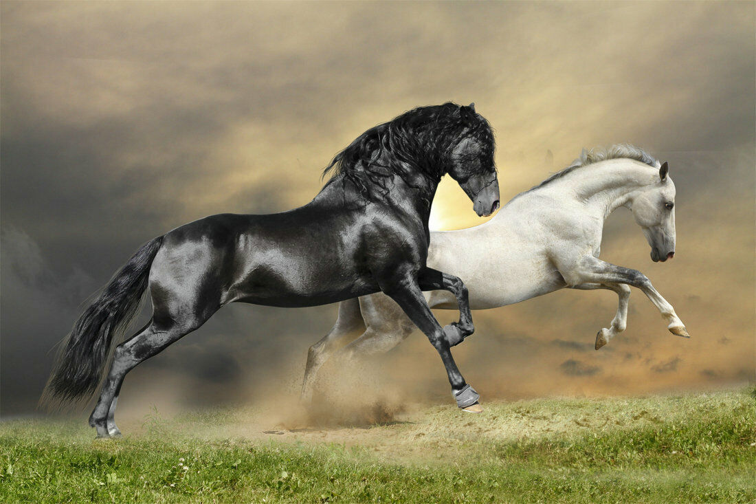 Animals Horse Oil Print Art Canvas Poster For Living Room Decoration Home Wall Picture