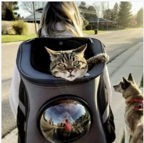 Cat Backpack - For Larger Cats