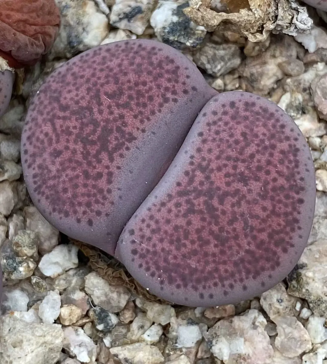 plant Aeonium Echeveria Haworthia  Caudex  Lithops Cactus  Agave 
