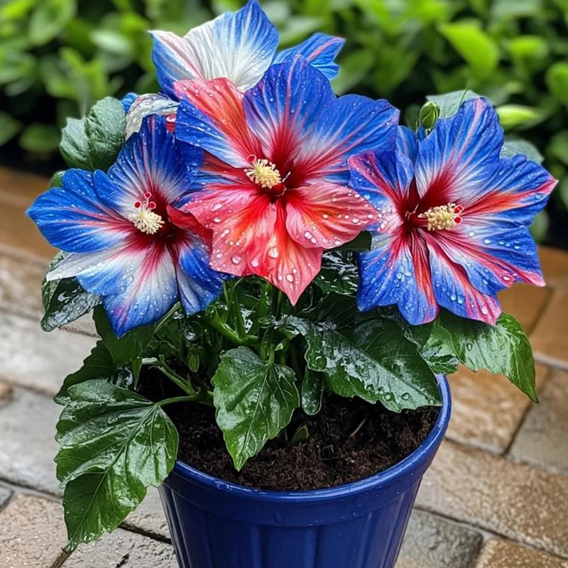 Hibiscus Bi-Color Plants - Fireworks Finale