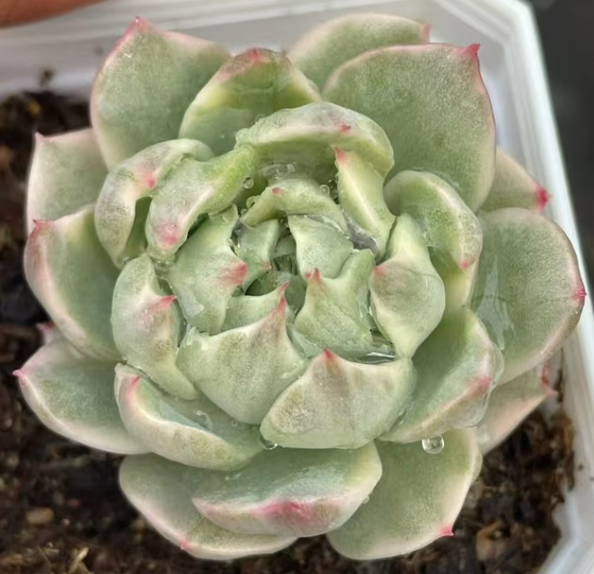 plant Aeonium Echeveria Haworthia  Caudex  Lithops Cactus  Agave 