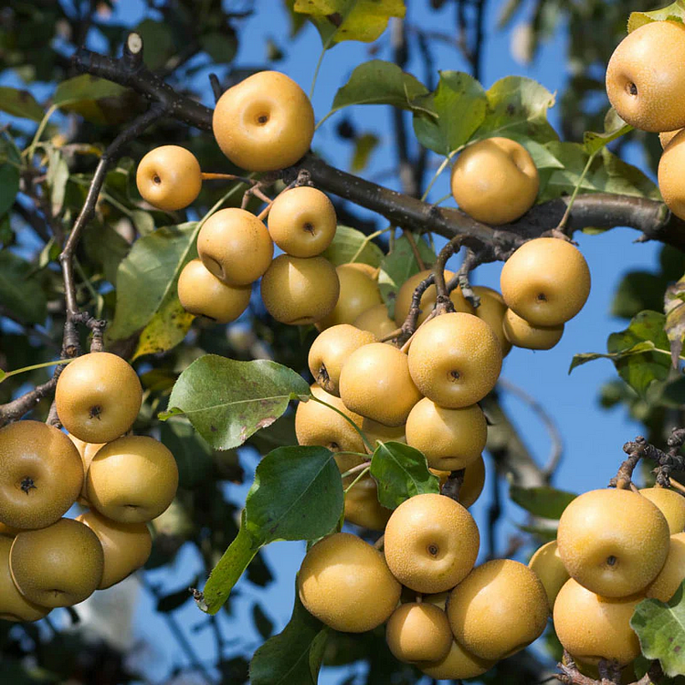 Yellow Chinese Pear Tree Bonsai Seeds