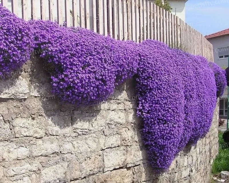 📣Optimal Ground Cover✨Creeping Thyme Seeds