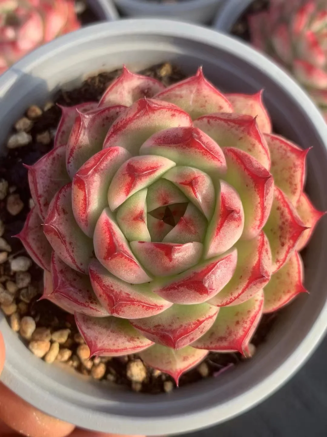 plant Aeonium Echeveria Haworthia  Caudex  Lithops Cactus  Agave 