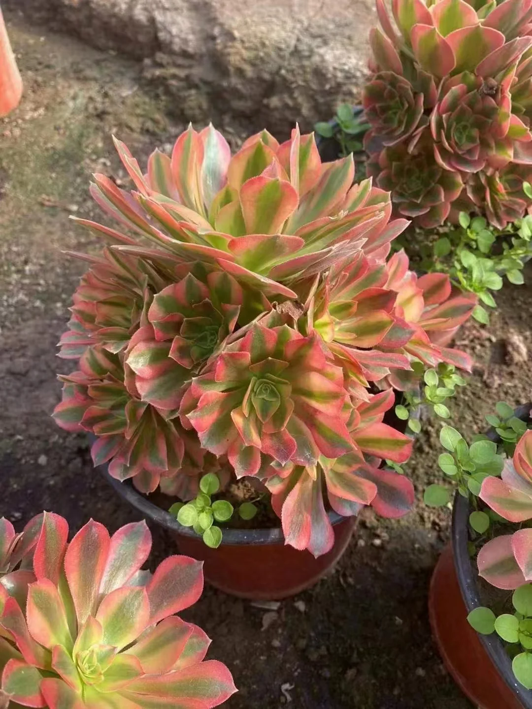 plant Aeonium Echeveria Haworthia  Caudex  Lithops Cactus  Agave 